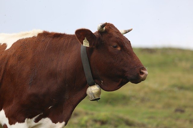 Free download Cow Beef Head -  free photo or picture to be edited with GIMP online image editor