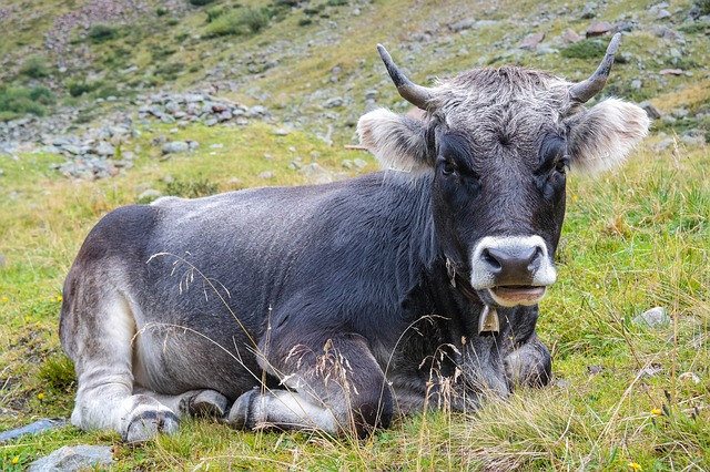 Free download cow beef ox bull grazing cattle free picture to be edited with GIMP free online image editor