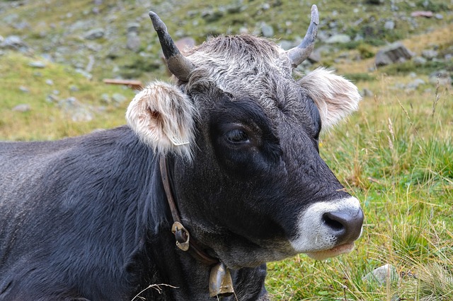 Free download cow beef ox grazing cattle bull free picture to be edited with GIMP free online image editor