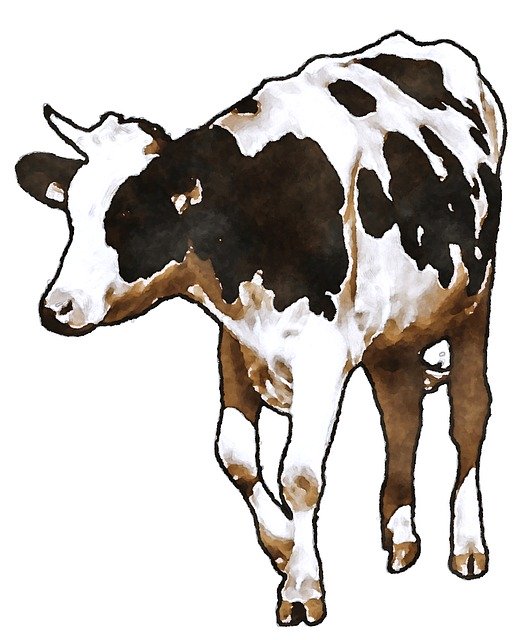 Free download Cow Cattle Dairy -  free illustration to be edited with GIMP free online image editor