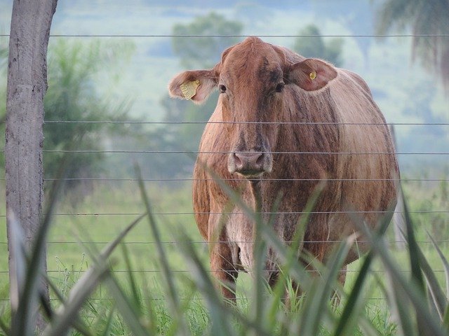 Free download Cow Cattle Yellow -  free photo or picture to be edited with GIMP online image editor