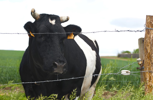 Free download cow cows cattle pasture grazing free picture to be edited with GIMP free online image editor