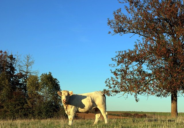 Free download Cow Field Cattle -  free photo or picture to be edited with GIMP online image editor