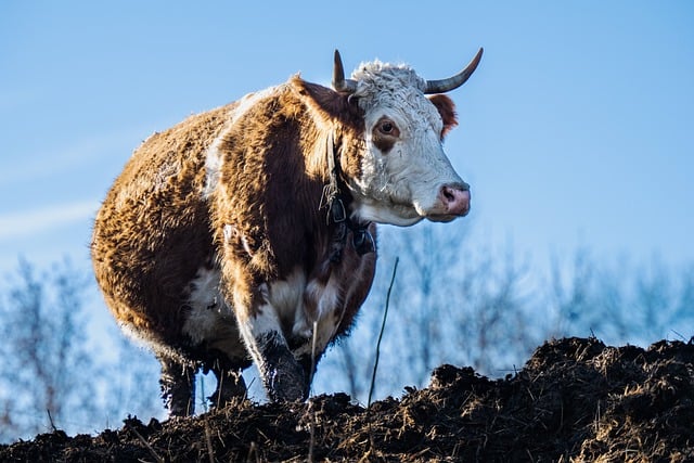 Free download cow fleckvieh simmental cattle free picture to be edited with GIMP free online image editor