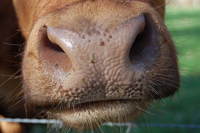 Free download Cow Foot Nostrils -  free photo or picture to be edited with GIMP online image editor