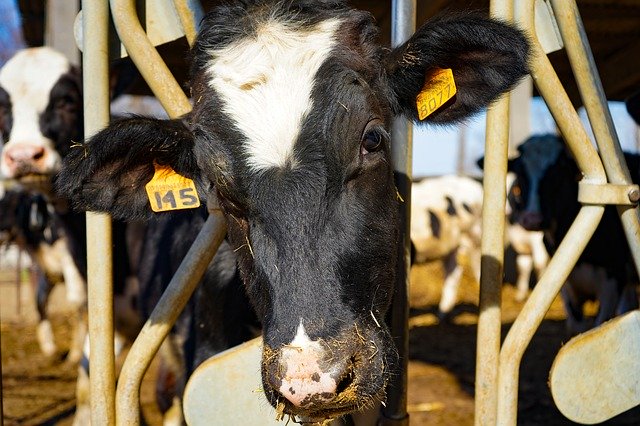 Free download Cow Frisian Friesian Cows -  free photo or picture to be edited with GIMP online image editor