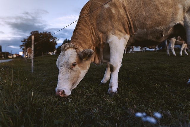 Free download cow grass animal head fence free picture to be edited with GIMP free online image editor