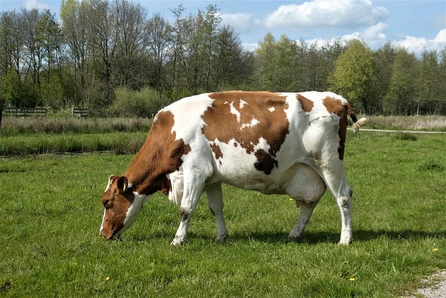 Free download cow grass graze mammal meadow free picture to be edited with GIMP free online image editor