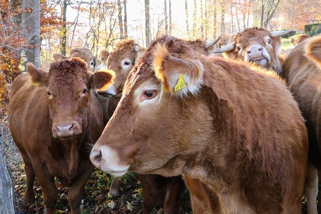 Free download Cow Herd Of Cattle -  free photo or picture to be edited with GIMP online image editor