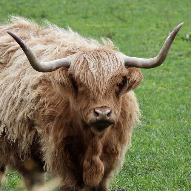 Free download cow highland cattle bull cattle free picture to be edited with GIMP free online image editor