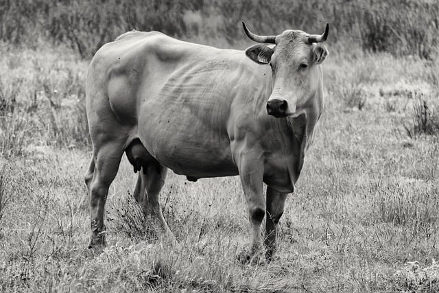 Free download cow landscape black and white free picture to be edited with GIMP free online image editor