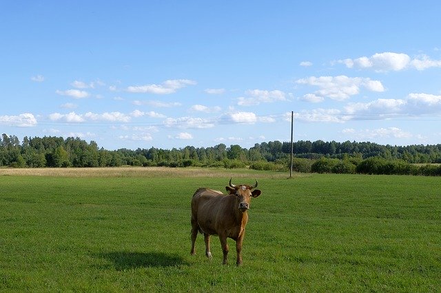 Free download Cow Landscape Grass -  free photo or picture to be edited with GIMP online image editor