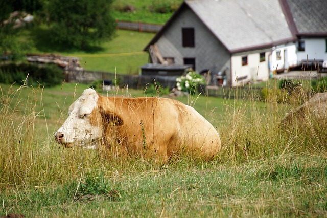 Free download cow lies grass meadow pasture free picture to be edited with GIMP free online image editor