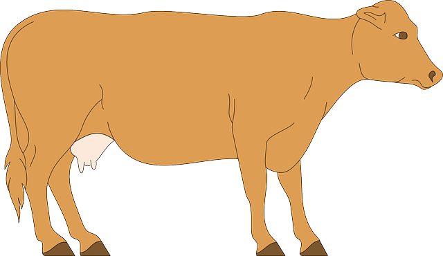 Free download Cow Livestock Cattle - Free vector graphic on Pixabay free illustration to be edited with GIMP free online image editor