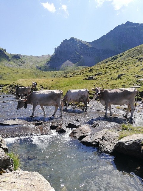 Free download Cow Mountains Switzerland -  free photo or picture to be edited with GIMP online image editor