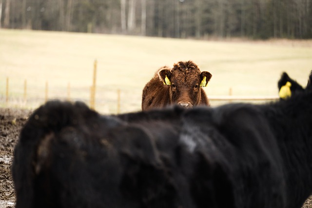 Free download cow ox bull animal outdoor farm free picture to be edited with GIMP free online image editor