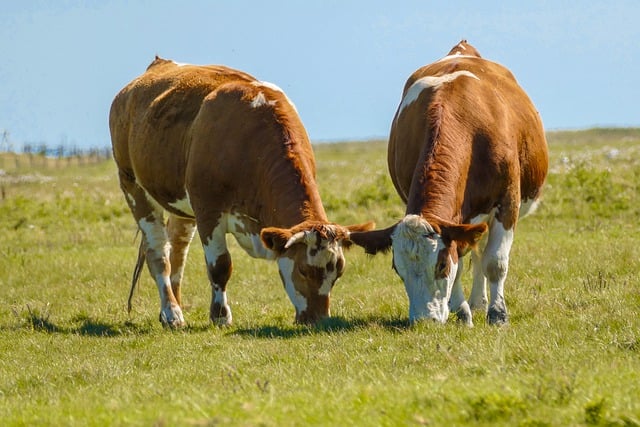 Free download cows animals pasture meadow free picture to be edited with GIMP free online image editor