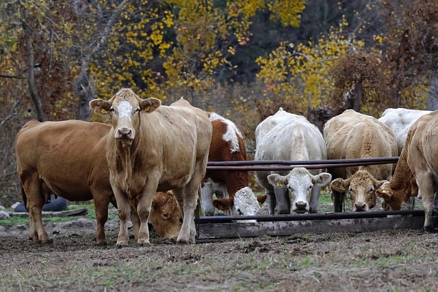 Free download cows cattles livestock farm free picture to be edited with GIMP free online image editor