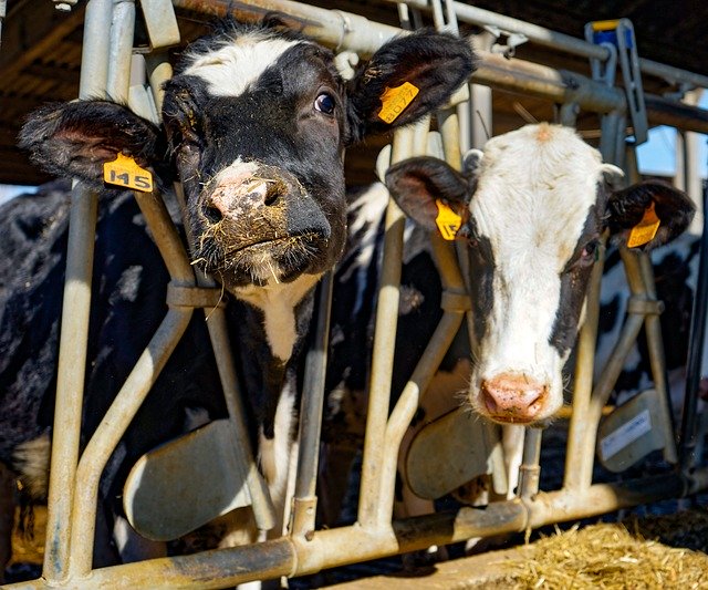 Free download Cows Frisian Friesian -  free photo or picture to be edited with GIMP online image editor