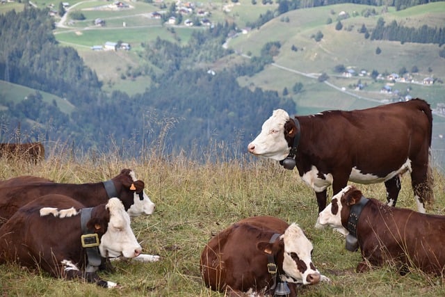 Free download cows herd mountain cows free picture to be edited with GIMP free online image editor