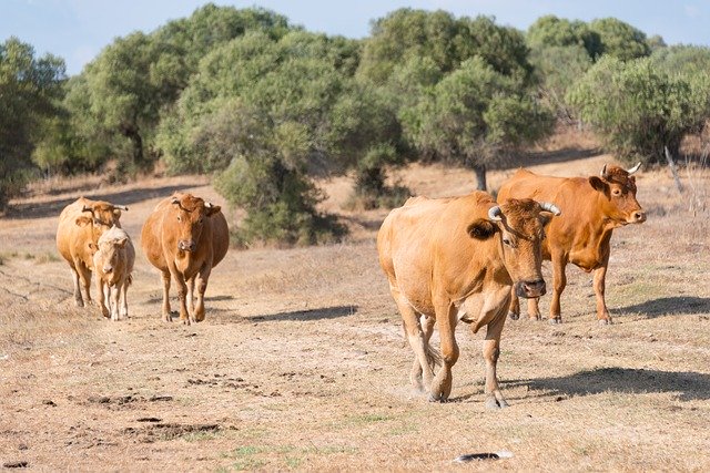 Libreng download Cows Herd Spain - libreng larawan o larawan na ie-edit gamit ang GIMP online na editor ng imahe