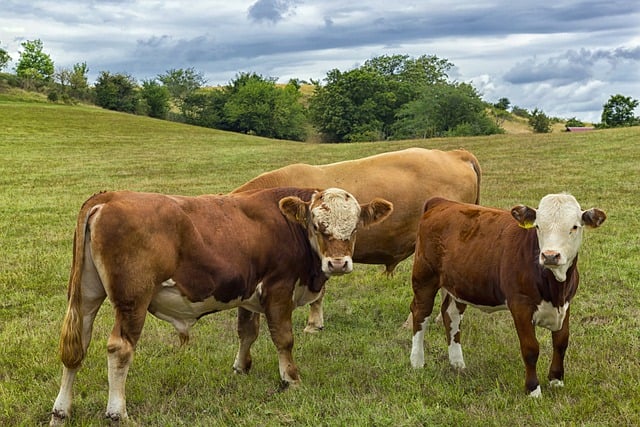 Free download cows kettle trees landscape nature free picture to be edited with GIMP free online image editor