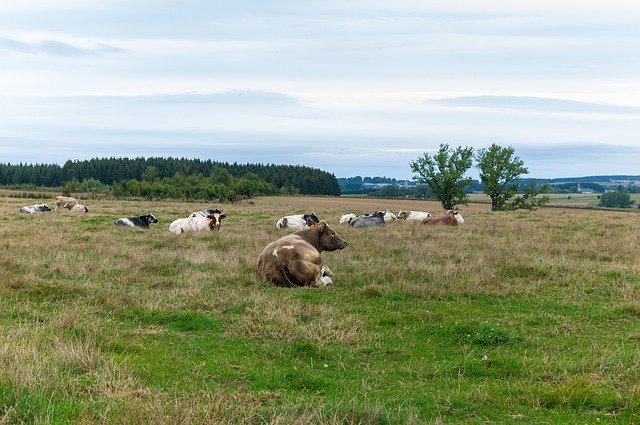 Free download Cows Landscape Trees -  free photo or picture to be edited with GIMP online image editor