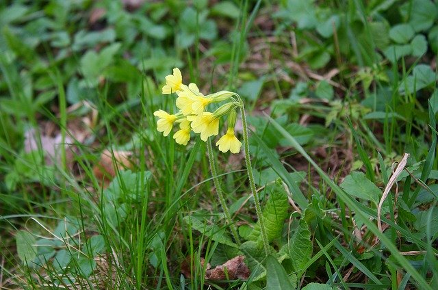 Free download Cowslip Plant Nature free photo template to be edited with GIMP online image editor