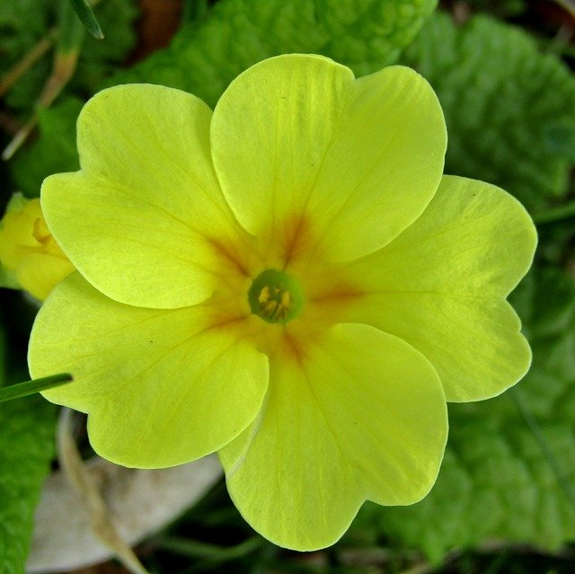 Free download Cowslip Spring Yellow -  free photo or picture to be edited with GIMP online image editor