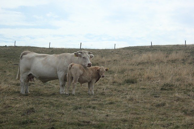 Free download Cows Meadows Cow -  free photo or picture to be edited with GIMP online image editor