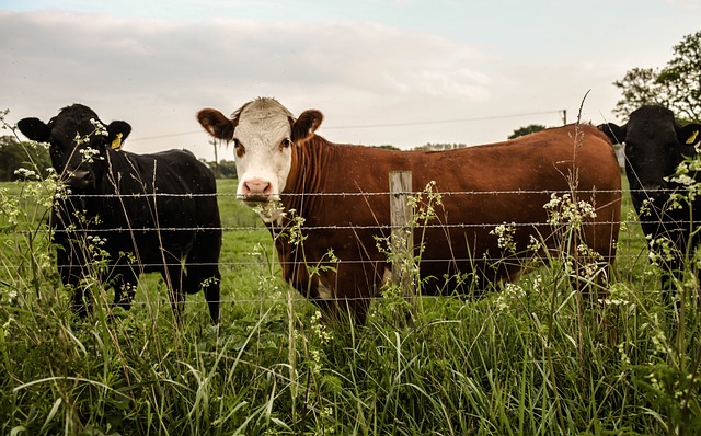 Free download cows moo country farm animal free picture to be edited with GIMP free online image editor