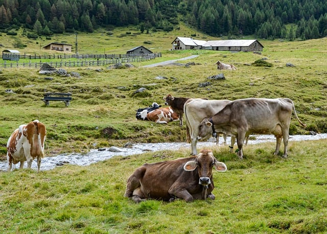 Free download cows mountain lawn nature animals free picture to be edited with GIMP free online image editor