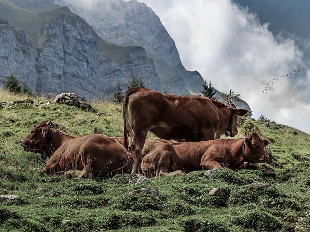 Free download Cows Mountains Swissalps -  free free photo or picture to be edited with GIMP online image editor