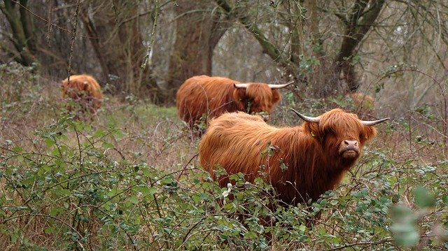 Free download Cows Natural Cattle -  free photo or picture to be edited with GIMP online image editor