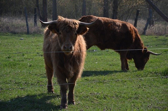 Free download Cows Nature Spring -  free photo or picture to be edited with GIMP online image editor