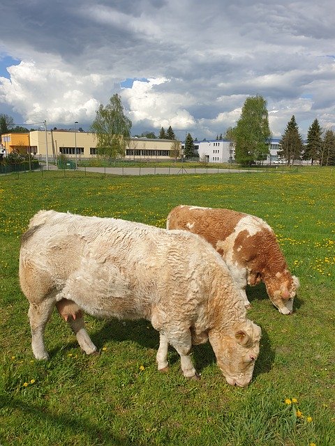 Free download Cows Pasture Brown -  free photo or picture to be edited with GIMP online image editor