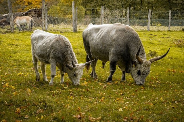 Free download cows steppe cattle animals free picture to be edited with GIMP free online image editor