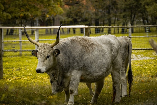 Free download cow steppe cattle animal hungarian free picture to be edited with GIMP free online image editor