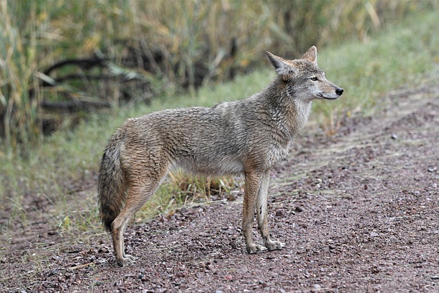 Free download coyote wildlife nature animal wild free picture to be edited with GIMP free online image editor