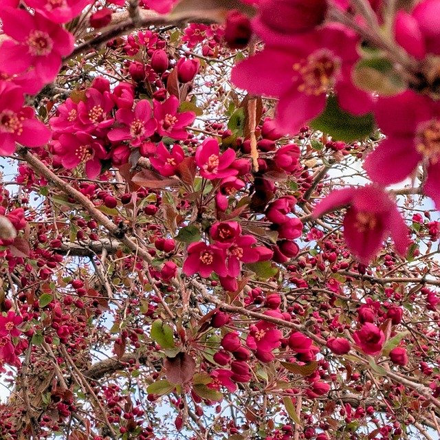 Free download Crabapple Blossoms Tree -  free photo or picture to be edited with GIMP online image editor