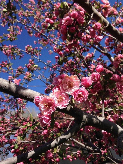 Free download Crabapple Flowers Spring -  free photo or picture to be edited with GIMP online image editor