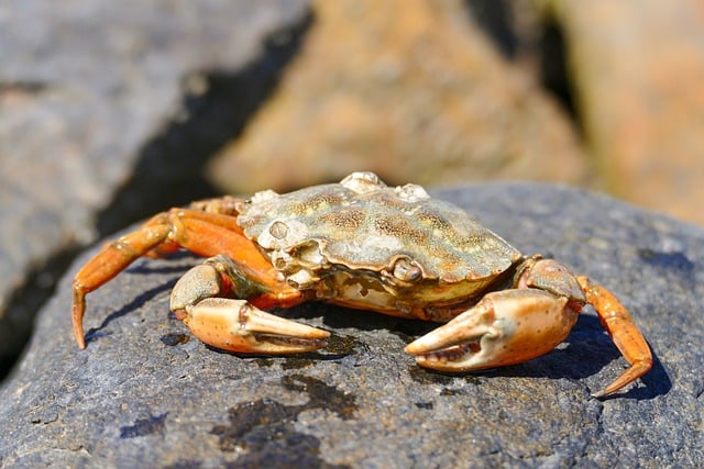 Free download crab crustacean rock animal stone free picture to be edited with GIMP free online image editor