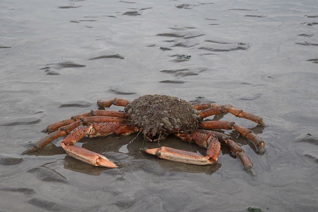 Free download crab crustacean true crab beach free picture to be edited with GIMP free online image editor