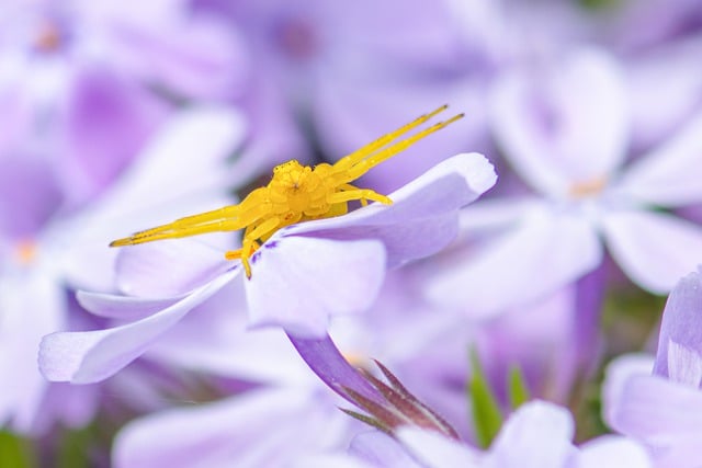 Free download crab spider animal spider wildlife free picture to be edited with GIMP free online image editor