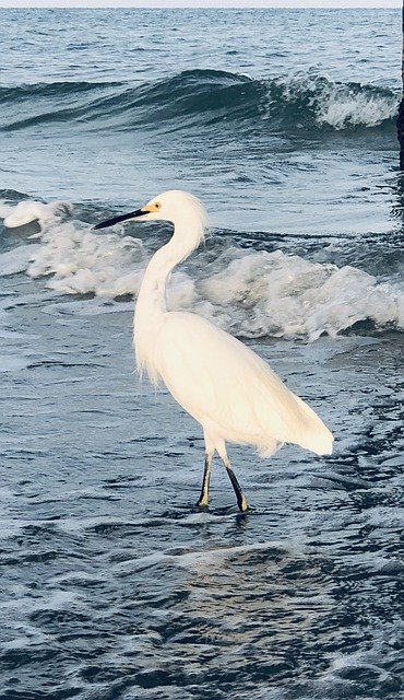 Free download Crane Beach Water -  free photo or picture to be edited with GIMP online image editor