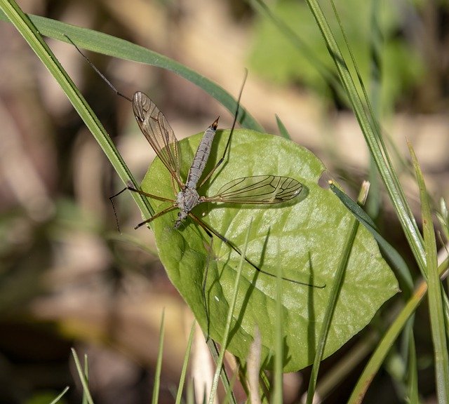 Free download Cranefly Insect Wings -  free photo or picture to be edited with GIMP online image editor