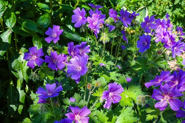 Free download Cranesbill Geranium Flower -  free photo or picture to be edited with GIMP online image editor