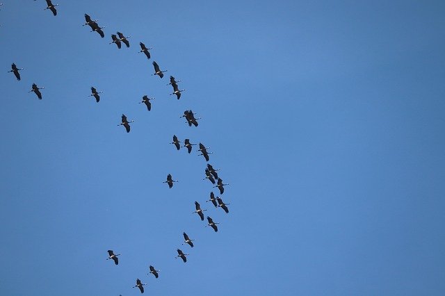 Free download Cranes Migratory Birds Spring -  free photo or picture to be edited with GIMP online image editor