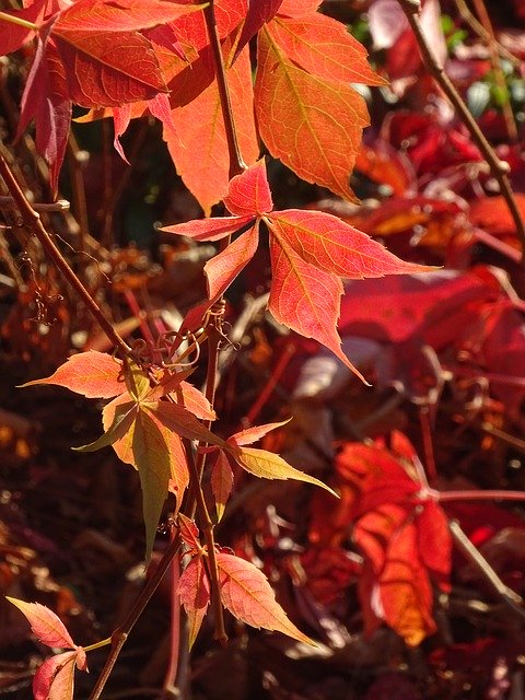 Free download Creeper Foliage Red -  free photo or picture to be edited with GIMP online image editor