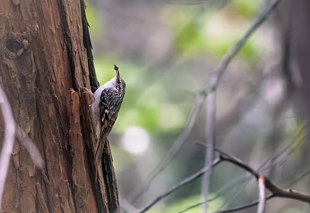 Free download creeper foraging insect tree bird free picture to be edited with GIMP free online image editor